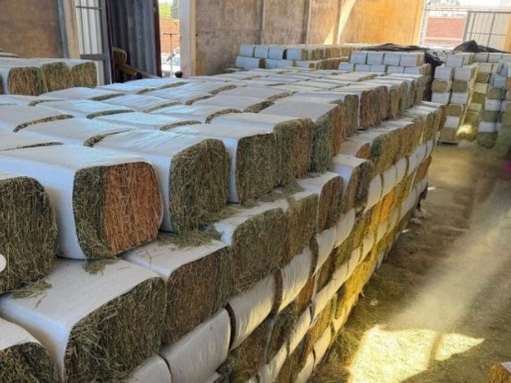 Planta sanjuanina procesa alfalfa destinada a mercados de exportación.