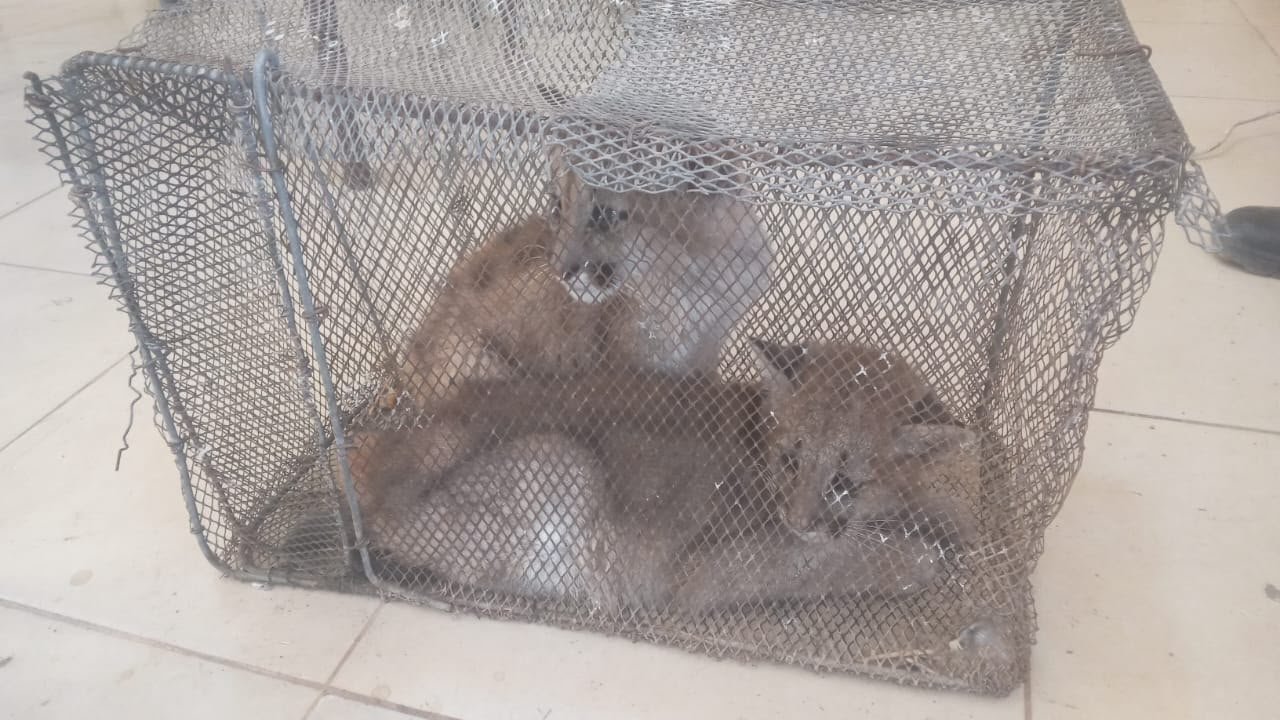 Rescataron dos cachorros de puma que permanecían en cautiverio en Sarmiento