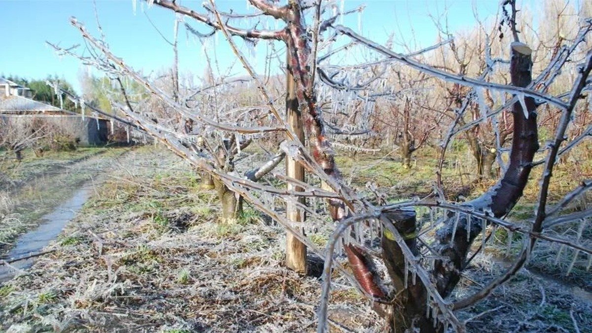 Heladas tardías: Sarmiento lideraba hectáreas afectadas y la provincia supera las 800 denuncias
