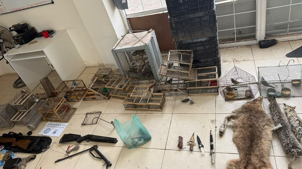 Jaulas con aves, pieles de animales silvestres, armas y cuchillos secuestrados en allanamientos por caza furtiva en Sarmiento