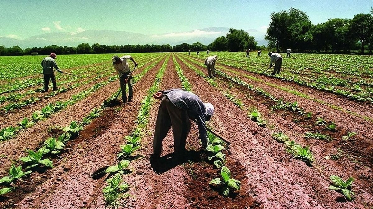 Trabajadores rurales carpen surcos de plantines en una chacra, con árboles y cerros al fondo