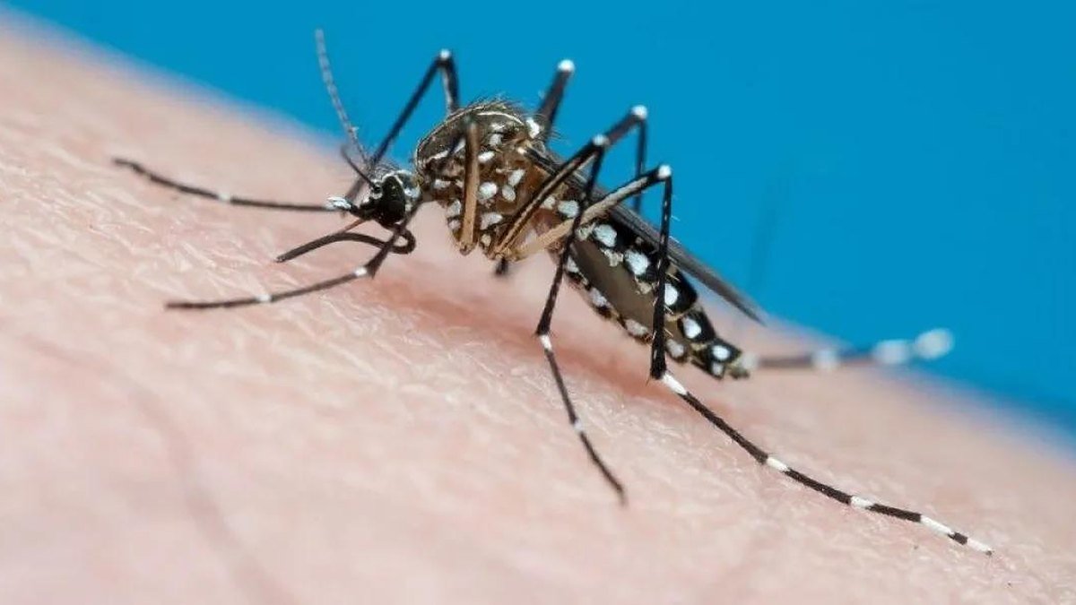 Mosquito Aedes aegypti sobre la piel