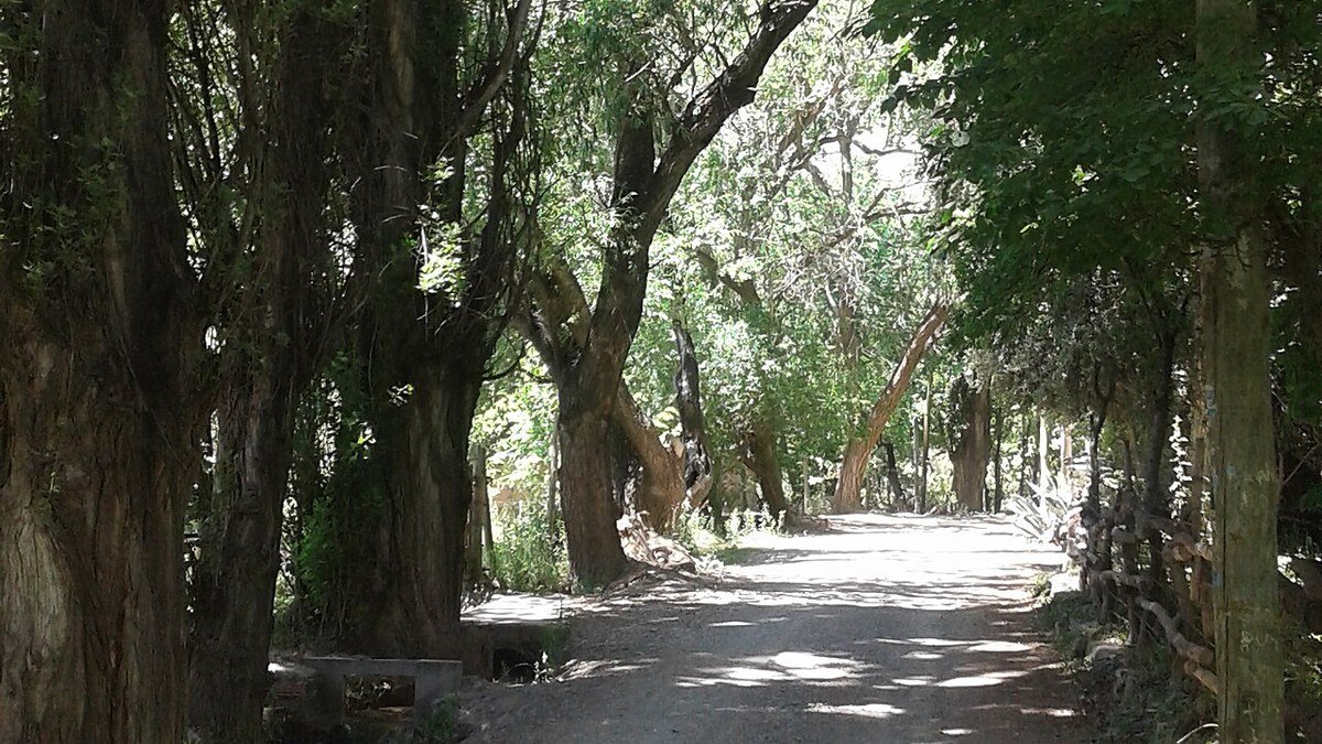 Calle de tierra de Pedernal bordeada por álamos y árboles altos que dan sombra