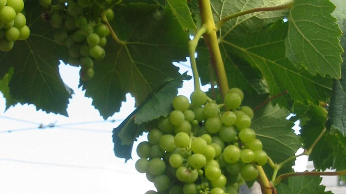 Racimos verdes de uva Torrontés entre las hojas de una parra