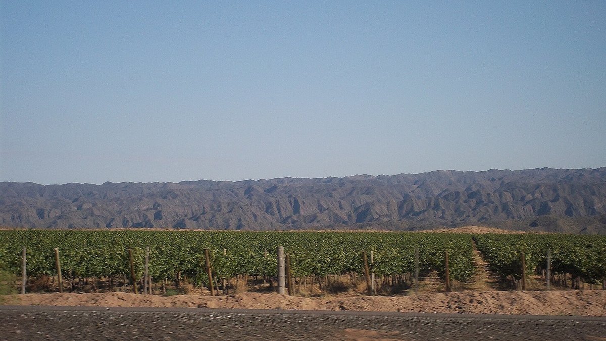 Viñedo en hileras con cerros al fondo, en Caucete