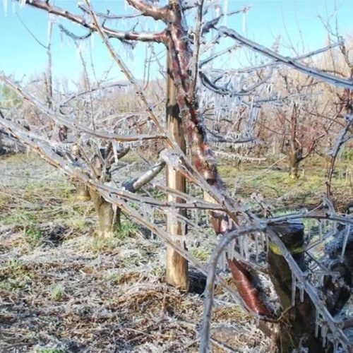 Heladas tardías: Sarmiento lideraba hectáreas afectadas y la provincia supera las 800 denuncias