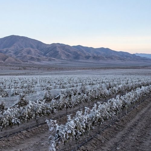 Viñedo con helada tardía al amanecer en el oasis de San Juan