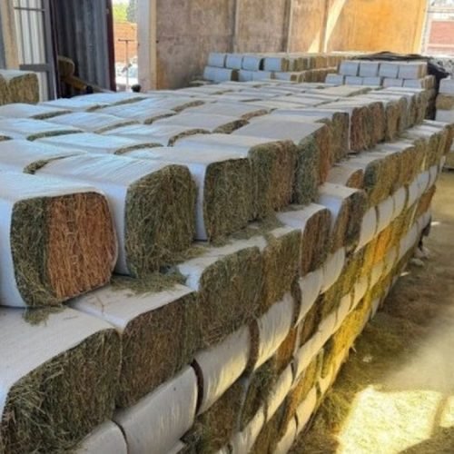 Planta sanjuanina procesa alfalfa destinada a mercados de exportación.