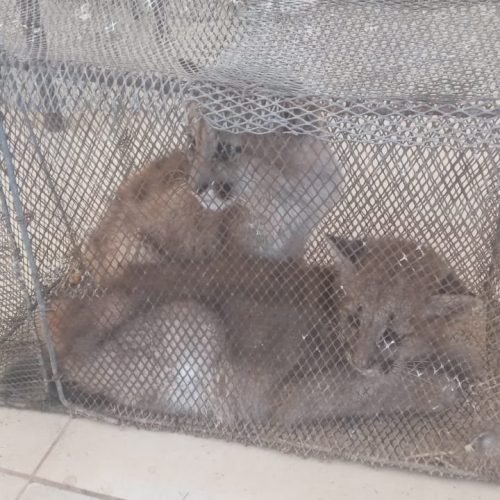 Rescataron dos cachorros de puma que permanecían en cautiverio en Sarmiento