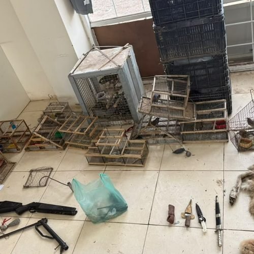 Jaulas con aves, pieles de animales silvestres, armas y cuchillos secuestrados en allanamientos por caza furtiva en Sarmiento