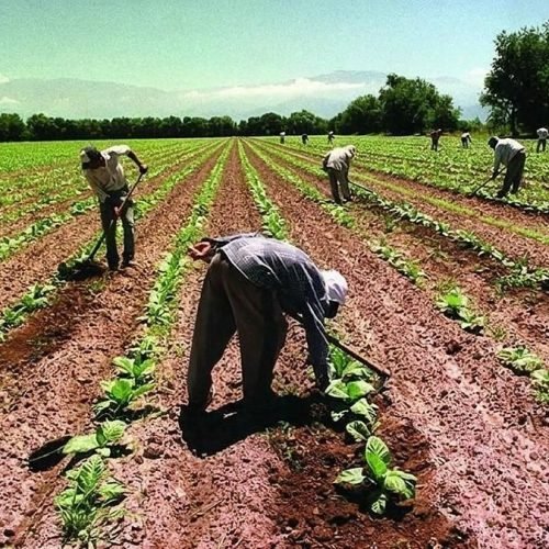Trabajadores rurales carpen surcos de plantines en una chacra, con árboles y cerros al fondo