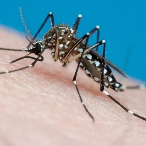Mosquito Aedes aegypti sobre la piel