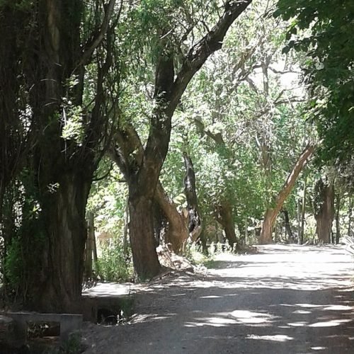 Calle de tierra de Pedernal bordeada por álamos y árboles altos que dan sombra