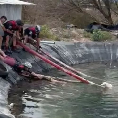 Un grupo de ciclistas con cascos se estira desde el borde de un reservorio para sacar a un perro del agua
