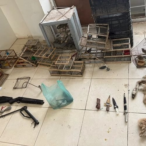 Jaulas, armas, cuchillos y cueros de animales secuestrados, ordenados sobre un piso de cerámica en la Unidad Rural N.º 4