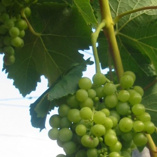 Racimos verdes de uva Torrontés entre las hojas de una parra