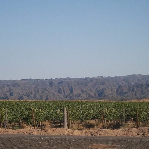 Viñedo en hileras con cerros al fondo, en Caucete
